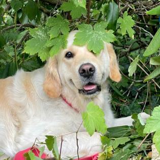 Golden Retriever  Wurfankündigung