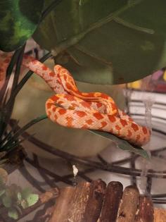 Kornnatter Schlangen