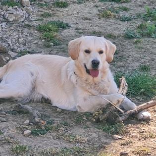 Golden Retriever  Wurfankündigung