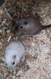 Rennmäuse auch als Futtermäuse