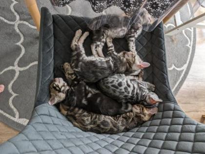 Bengal Kitten zu verkaufen