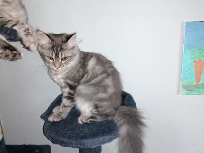 Gebe 3 Maine Coon mix Kitten ab