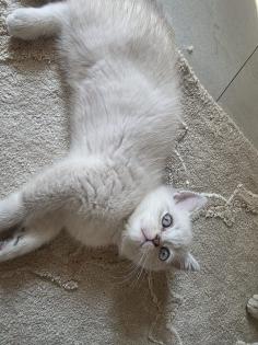 BKH Kitten Abgabebereit