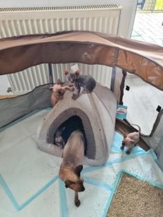 Kanadische sphynx kitten zu verkaufen 