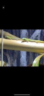 Phelsuma Laticauda, Goldstaub-Taggecko 