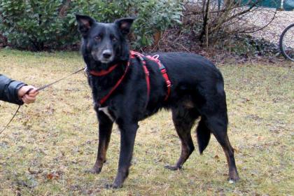 ROXALIE - Mix - 3 Jahre - Tierhilfe-Franken e.V.