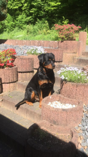 Erfahrener Rottweiler Deckrüde mit ZTP