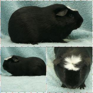 Rasse Meerschweinchen aus geprüfter Zucht