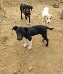 Fritz sucht ein passendes Zuhause