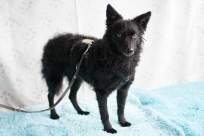 MARENA - weiblich  4 Jahre  38 cm  10 kg  Mix  Gechipt  Kastriert