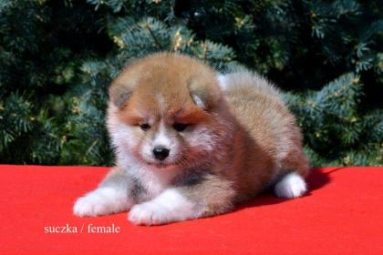 Akita Inu Welpen