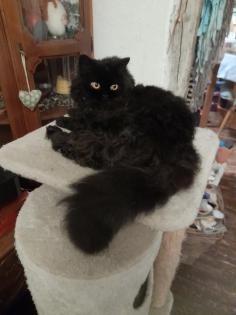 Typvoller junger BKH Kater mit Ahnentafel, geimpft, entwurmt, gechipt, kastriert