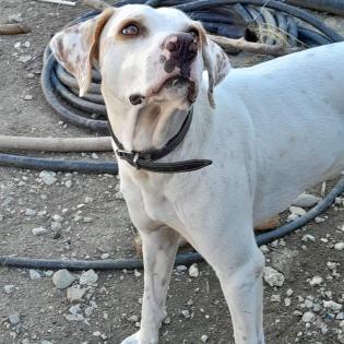 Mylo - sucht dringend ein neues Zuhause