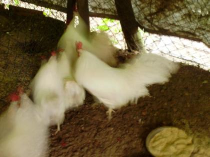 Bruteier von weißen Leghorn für 1, 50 Euro