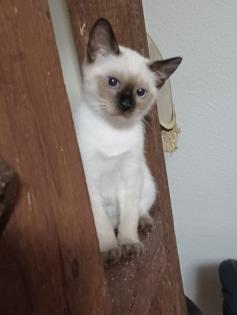 Siam /Thai Kitten, Seal Point, Babys, Kätzchen. Abgabebereit.