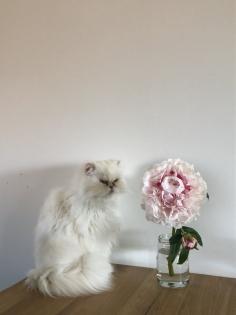 Wunderschöner Perserkater in liebevolle Hände abzugeben