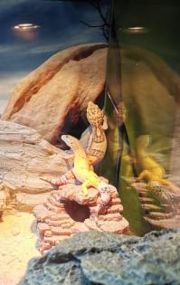 2 Leopardgeckos (weiblich) inklusive Terrarium