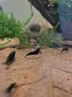 Neocaridina davidi Dark GreenJade  (Süßwasser Garnelen)