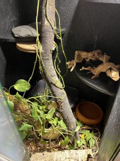 Albino Kornnatter mit Terrarium