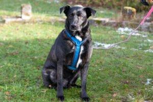 ONYX - männlich 4 Jahre 60 cm 39 kg Mix Gechipt Kastriert