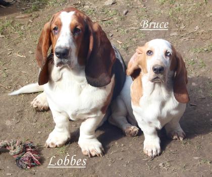 Basset Hound´s vom Nimmerland