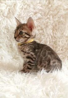 Reinrassige Bengalkitten mit Stammbaum! Mini Leoparden!