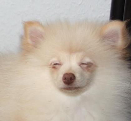 Hübsche Pomchi Zwergspitz Welpen in creme und schoko !