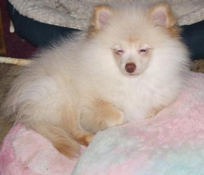 Hübsche Pomchi Zwergspitz Welpen in creme und schoko !