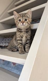 Süße Maine coon Mix katze, Mädel