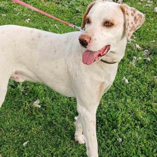 Mylo - sucht dringend ein neues Zuhause