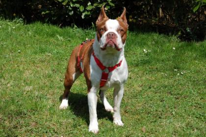 BO DEXTER - Boston Terrier - 5 Jahre - Tierhilfe-Franken e.V.