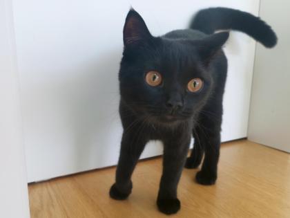 Kater BKH - schwarz/dunkelbraun - 7 Monate alt
