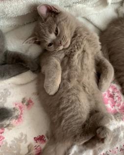 Zwei liebe BKH Kitten lilac + blue, weiblich