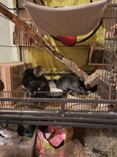 2 Chinchilla Böckchen nur zusammen inkl. großem Käfig und Zubehör