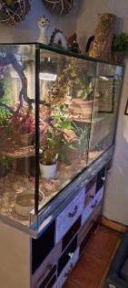 2 Kornnattern mit großem Terrarium!!!