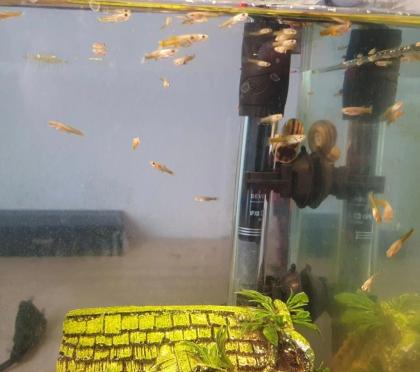 Guppys zu verschenken (Babys) Aquarienfische