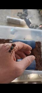 Dinomyrmex gigas Ameisenkönigin