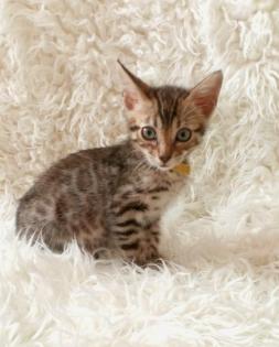 Reinrassige Bengalkitten mit Stammbaum! Mini Leoparden!