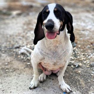 Bianca - liebt Streicheleinheiten