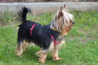 NOLLY - Yorkshire - 6 Jahre - Tierhilfe-Franken e.V.