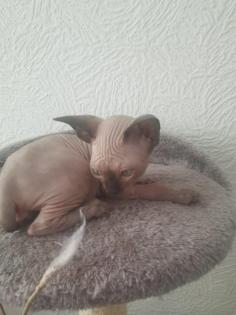 Sphynx katerchen