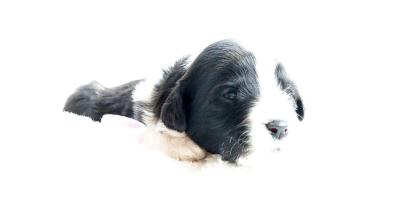 Bearded Collie Welpen