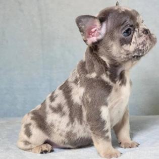 Französische Bulldog Welpen von gesunden Eltern.