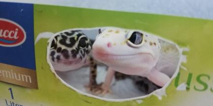 Terrarium mit 3 Leopardgeckos (weibl. 0.1)