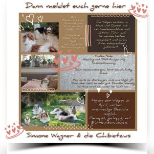 Welpe Kleinhund Biewer Yorkshire, Malteser, Chihuahua, Shihtzu
