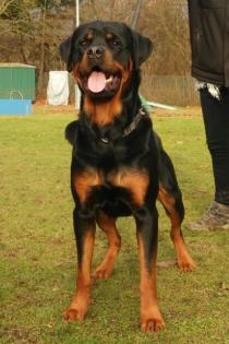 Erfahrener Rottweiler Deckrüde mit ZTP
