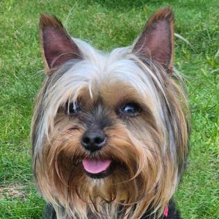 NOLLY - Yorkshire - 6 Jahre - Tierhilfe-Franken e.V.