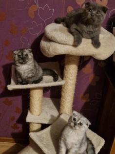 Kitten 3 junge 