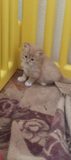 Zuckersüße Main coon/ Perser Kitten
