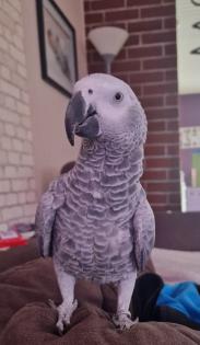Graupapagei Kongo weiblich